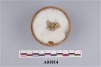 藏品(大型有孔蟲)的圖片